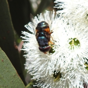 Austalis copiosa at Kambah, ACT - 28 Nov 2022 03:33 PM