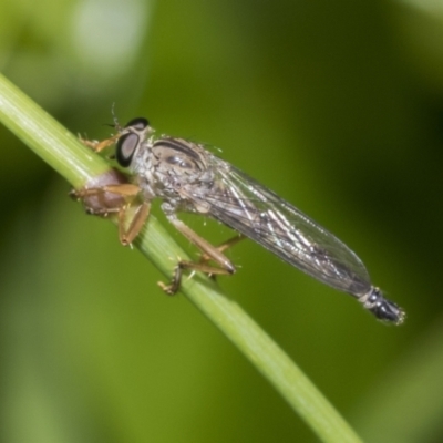 Cerdistus sp. (genus) (Slender Robber Fly) at Higgins, ACT - 28 Nov 2022 by AlisonMilton