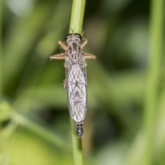 Cerdistus sp. (genus) at Higgins, ACT - 28 Nov 2022