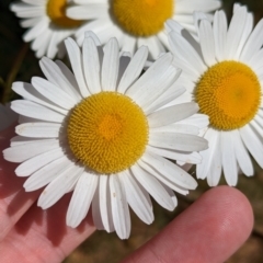 Unidentified Daisy at Coppabella, NSW - 27 Nov 2022 by Darcy