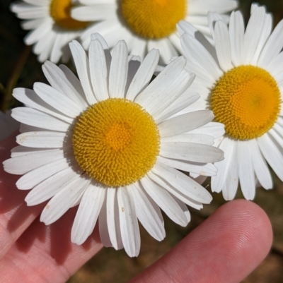 Unidentified Daisy at Coppabella, NSW - 27 Nov 2022 by Darcy