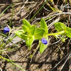 Lysimachia loeflingii (Blue Pimpernel) at Isaacs Ridge - 28 Nov 2022 by Mike