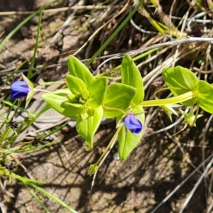 Lysimachia loeflingii at Isaacs Ridge - 28 Nov 2022 03:18 PM