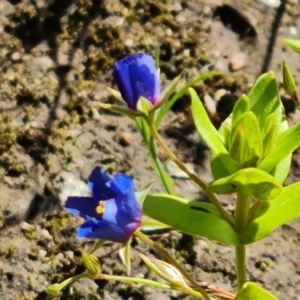 Lysimachia loeflingii at Isaacs Ridge - 28 Nov 2022 03:18 PM