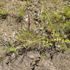 Lysimachia loeflingii at Isaacs Ridge - 28 Nov 2022 03:18 PM