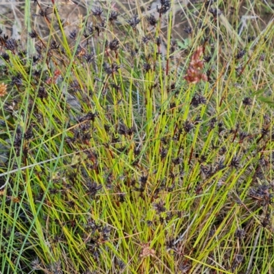 Schoenus apogon (Common Bog Sedge) at Isaacs Ridge - 28 Nov 2022 by Mike