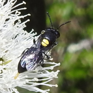 Hylaeus sp. (genus) at Kambah, ACT - 28 Nov 2022