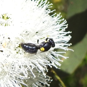 Hylaeus sp. (genus) at Kambah, ACT - 28 Nov 2022