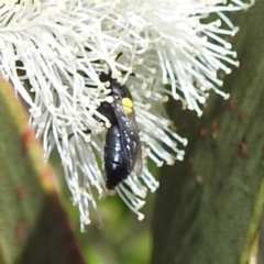 Hylaeus sp. (genus) at Kambah, ACT - 28 Nov 2022