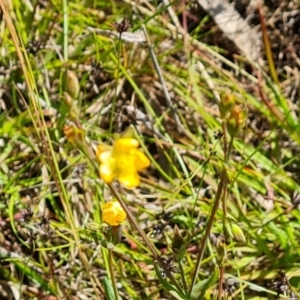 Hypericum gramineum at O'Malley, ACT - 28 Nov 2022