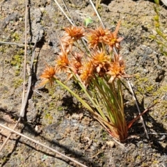 Juncus capitatus (Dwarf Rush) at O'Malley, ACT - 28 Nov 2022 by Mike