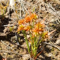 Juncus capitatus at O'Malley, ACT - 28 Nov 2022