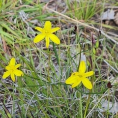 Tricoryne elatior (Yellow Rush Lily) at O'Malley, ACT - 28 Nov 2022 by Mike