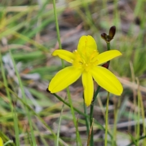 Tricoryne elatior at O'Malley, ACT - 28 Nov 2022