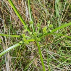 Cyperus eragrostis (Umbrella Sedge) at Isaacs Ridge - 28 Nov 2022 by Mike