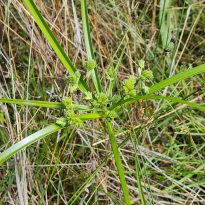 Cyperus eragrostis (Umbrella Sedge) at O'Malley, ACT - 28 Nov 2022 by Mike