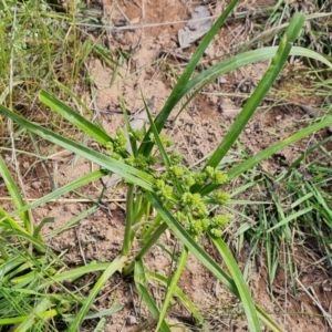 Cyperus eragrostis at O'Malley, ACT - 28 Nov 2022 03:01 PM