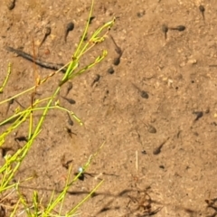 Unidentified Frog at O'Malley, ACT - 28 Nov 2022 by Mike