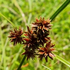 Cyperus lhotskyanus (A Sedge) at O'Malley, ACT - 28 Nov 2022 by Mike