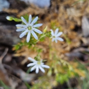 Stellaria pungens at Bungendore, NSW - 28 Nov 2022