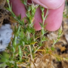 Stellaria pungens at Bungendore, NSW - 28 Nov 2022