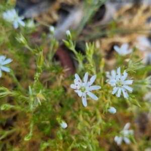 Stellaria pungens at Bungendore, NSW - 28 Nov 2022