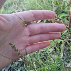 Galium gaudichaudii subsp. gaudichaudii (Rough Bedstraw) at Bungendore, NSW - 28 Nov 2022 by clarehoneydove