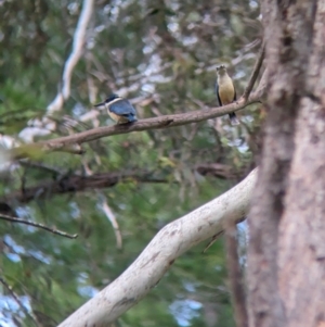 Todiramphus sanctus at Coppabella, NSW - 28 Nov 2022