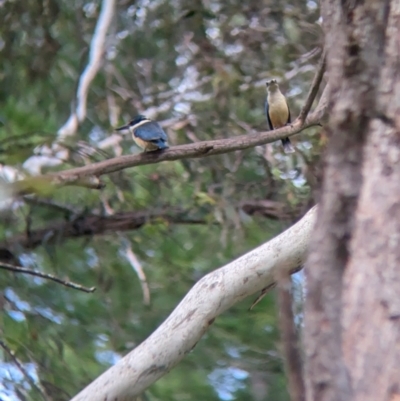 Todiramphus sanctus (Sacred Kingfisher) at Coppabella, NSW - 28 Nov 2022 by Darcy