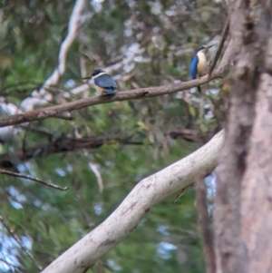 Todiramphus sanctus at Coppabella, NSW - 28 Nov 2022