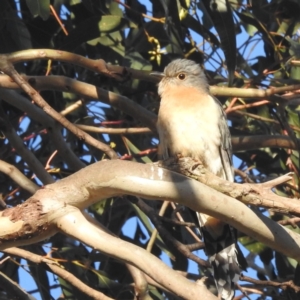 Cacomantis flabelliformis at Kambah, ACT - 28 Nov 2022