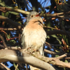 Cacomantis flabelliformis at Kambah, ACT - 28 Nov 2022