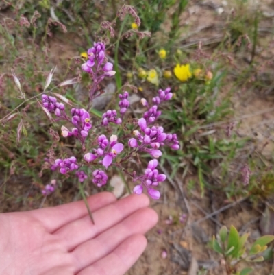 Comesperma ericinum (Heath Milkwort) at Bungendore, NSW - 27 Nov 2022 by clarehoneydove