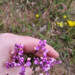 Comesperma ericinum at Bungendore, NSW - 27 Nov 2022