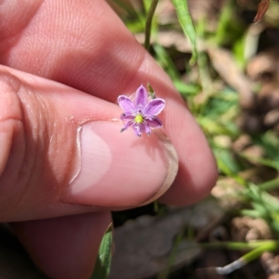 Arthropodium minus (Small Vanilla Lily) at Carabost Flora Reserve - 28 Nov 2022 by Darcy