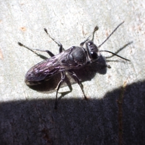 Pison sp. (genus) at Murrumbateman, NSW - 28 Nov 2022 04:34 PM