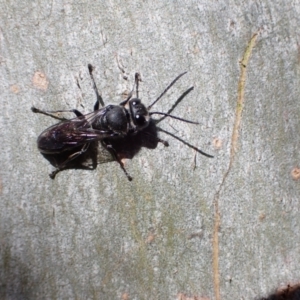 Pison sp. (genus) at Murrumbateman, NSW - 28 Nov 2022