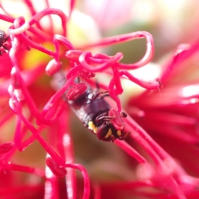 Hylaeus (Gnathoprosopis) amiculinus (Hylaeine colletid bee) at Murrumbateman, NSW - 26 Nov 2022 by SimoneC