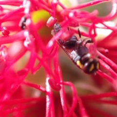 Hylaeus (Gnathoprosopis) amiculinus at Murrumbateman, NSW - 26 Nov 2022