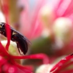 Hylaeus (Gnathoprosopis) amiculinus at Murrumbateman, NSW - 26 Nov 2022