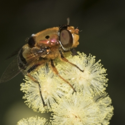 Austalis pulchella (Hover fly) at Higgins, ACT - 26 Nov 2022 by AlisonMilton