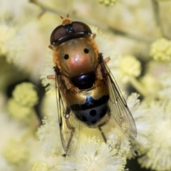 Austalis pulchella at Higgins, ACT - 27 Nov 2022