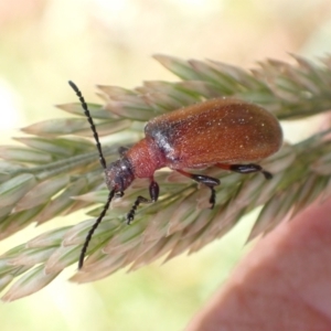 Ecnolagria grandis at Murrumbateman, NSW - 28 Nov 2022