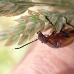 Ecnolagria grandis at Murrumbateman, NSW - 28 Nov 2022