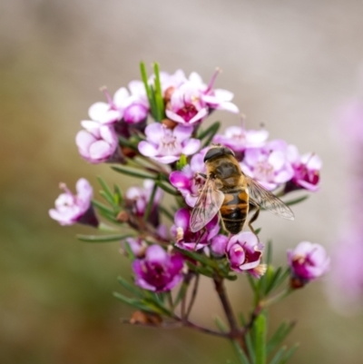 Eristalis tenax (Drone fly) at Penrose, NSW - 27 Nov 2022 by Aussiegall