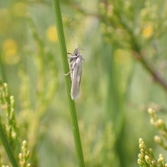 Philobota chionoptera at Murrumbateman, NSW - 26 Nov 2022 03:03 PM