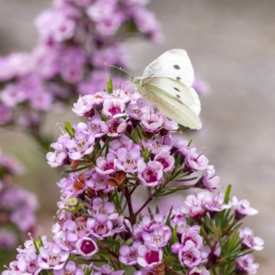 Pieris rapae (Cabbage White) at Penrose, NSW - 27 Nov 2022 by Aussiegall