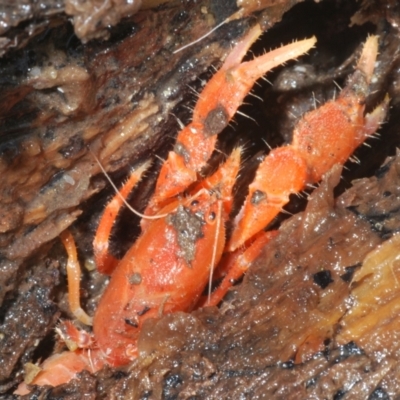 Engaeus cymus (Blunt Nosed Burrowing Crayfish.) at Tidbinbilla Nature Reserve - 27 Nov 2022 by Harrisi