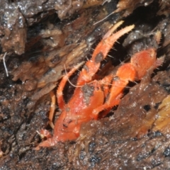 Engaeus cymus at Tharwa, ACT - 27 Nov 2022