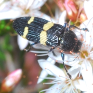 Castiarina bifasciata at Paddys River, ACT - 27 Nov 2022